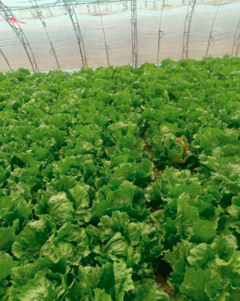 河北叶生菜一手货源供应市场商超电商量大价优