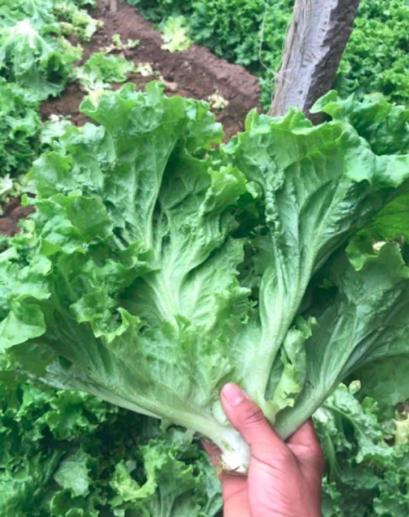 河北叶生菜一手货源供应市场商超电商量大价优