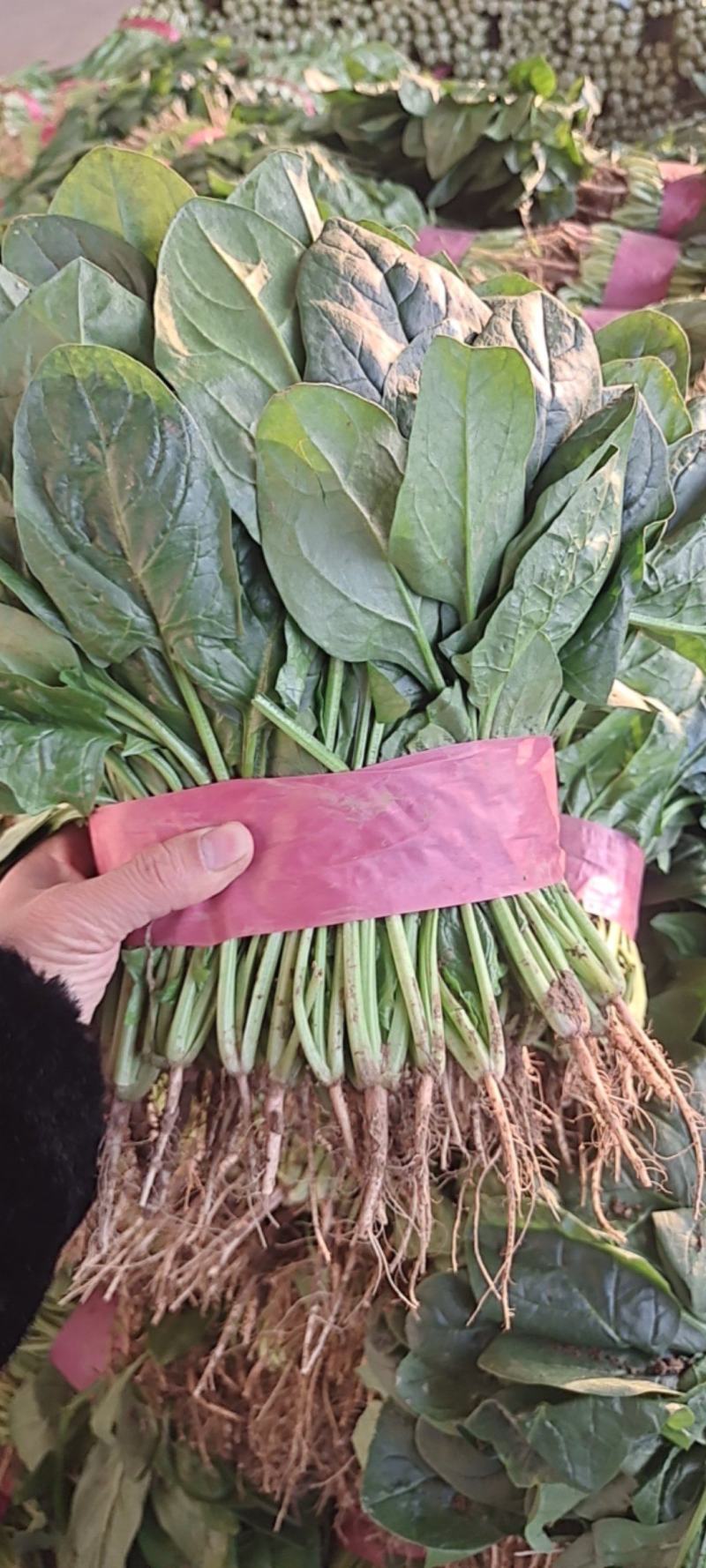 河北邯郸本地菠菜大量上市