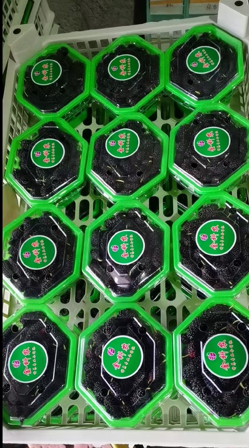 广东汕头新鲜桑葚个头大颗粒饱满货源稳定产地直发全渠道对接