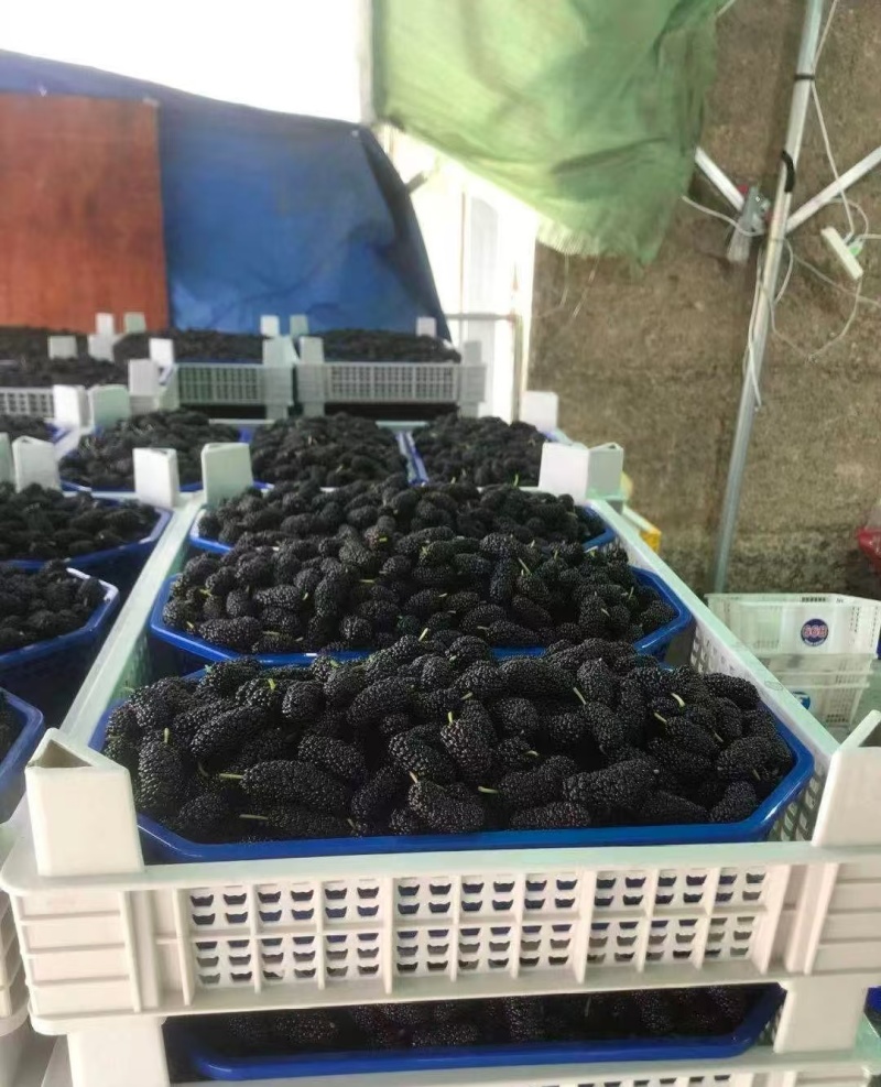 广东汕头新鲜桑葚个头大颗粒饱满货源稳定产地直发全渠道对接
