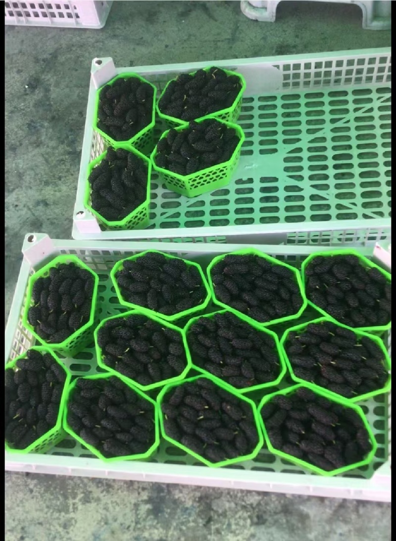 广东汕头新鲜桑葚个头大颗粒饱满货源稳定产地直发全渠道对接