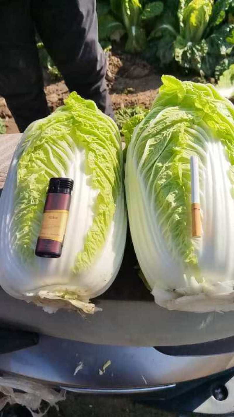 娃娃菜