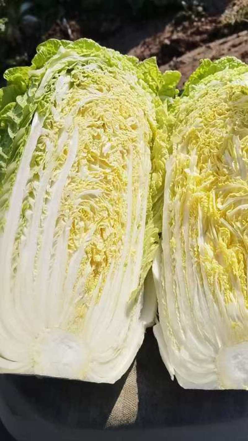 娃娃菜