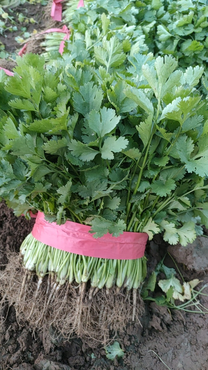 长期供应香菜，