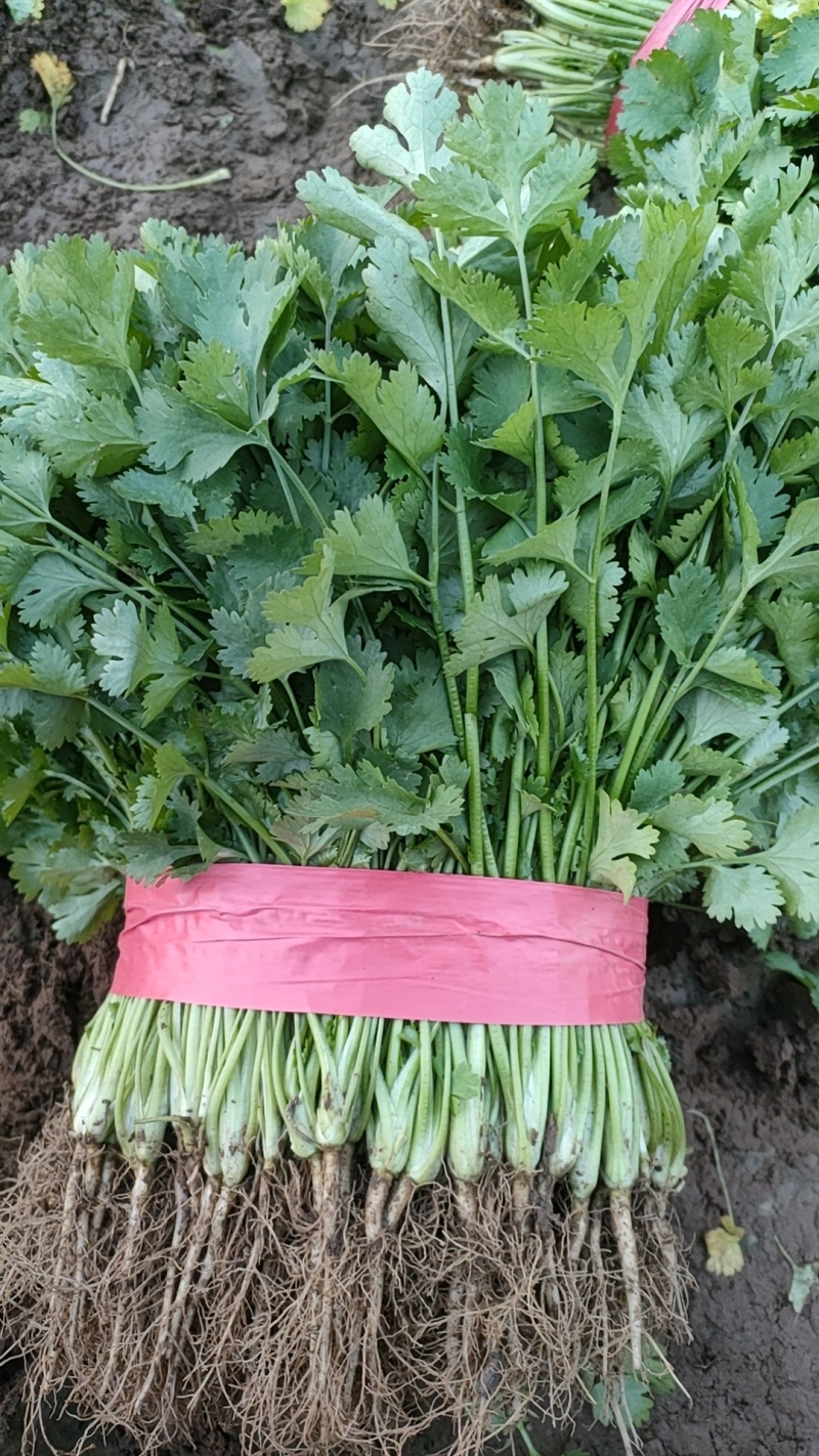 长期供应香菜，