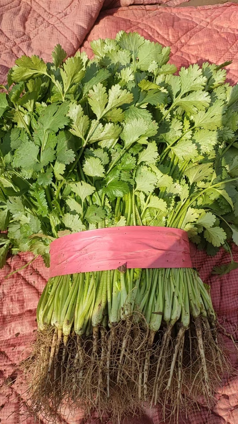 长期供应香菜，