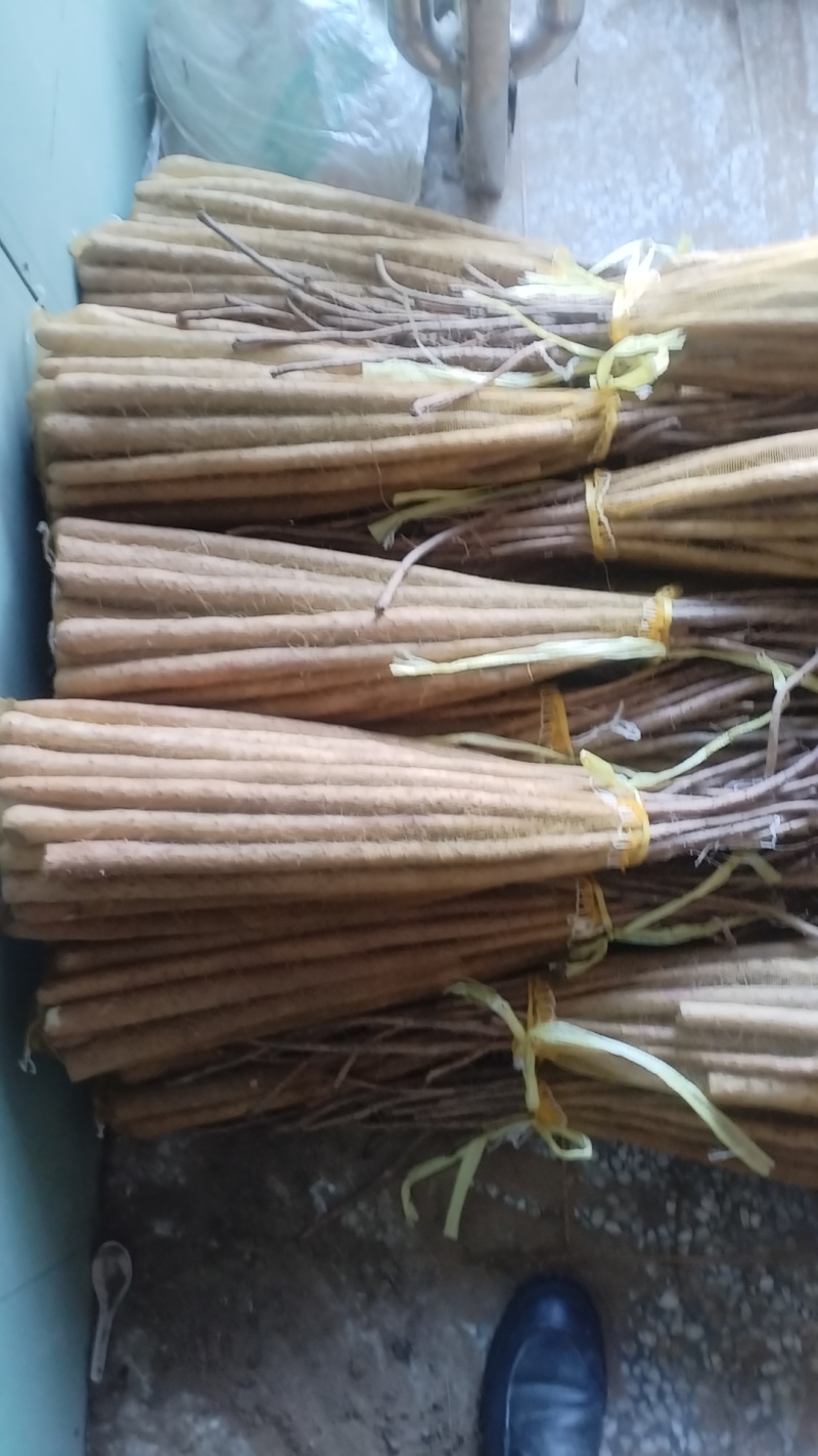 新铁棍小白嘴山药粉糯面开始上市