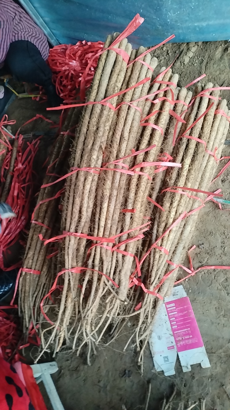 新铁棍小白嘴山药粉糯面开始上市
