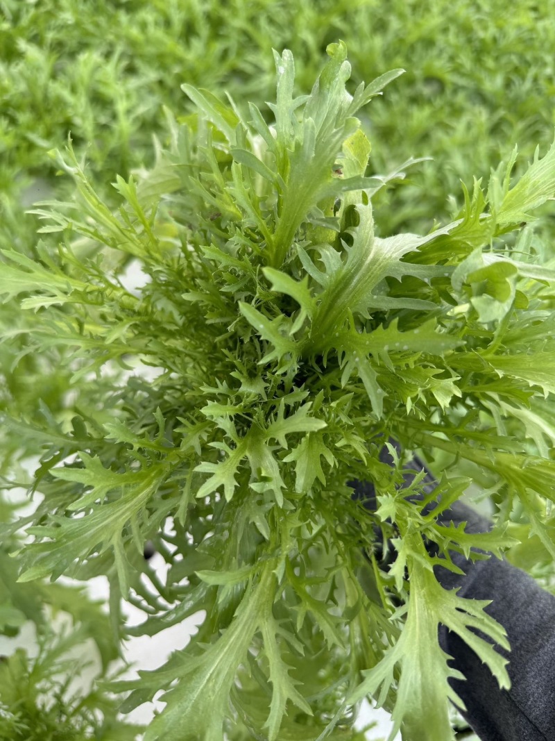 新鲜采摘，黑龙江苦菊，健康好味，**特惠！