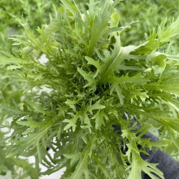 新鲜采摘，黑龙江苦菊，健康好味，**特惠！