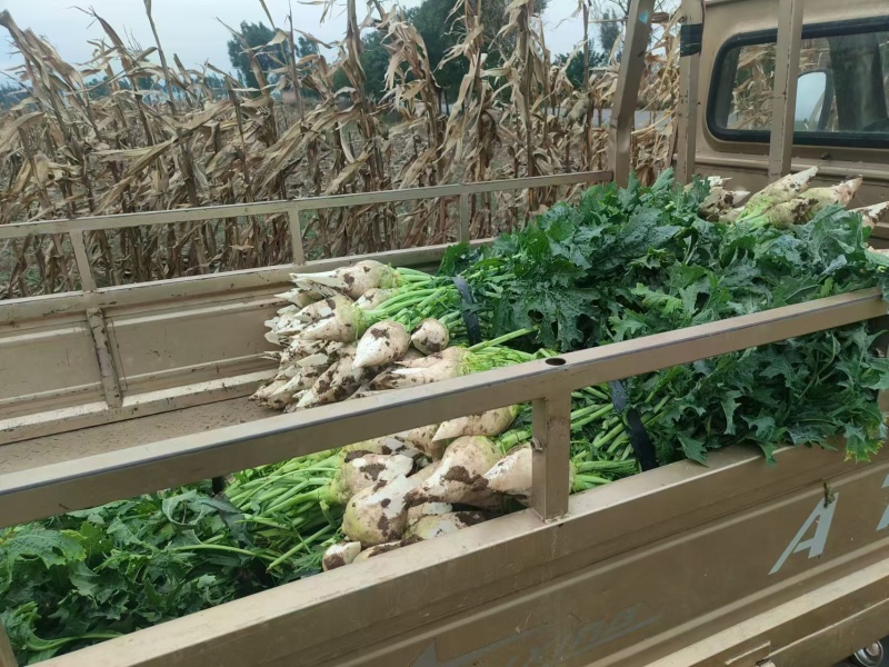 大量批发汾阳芥菜