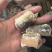 黄鳝鳝鱼杀好切段250克以上