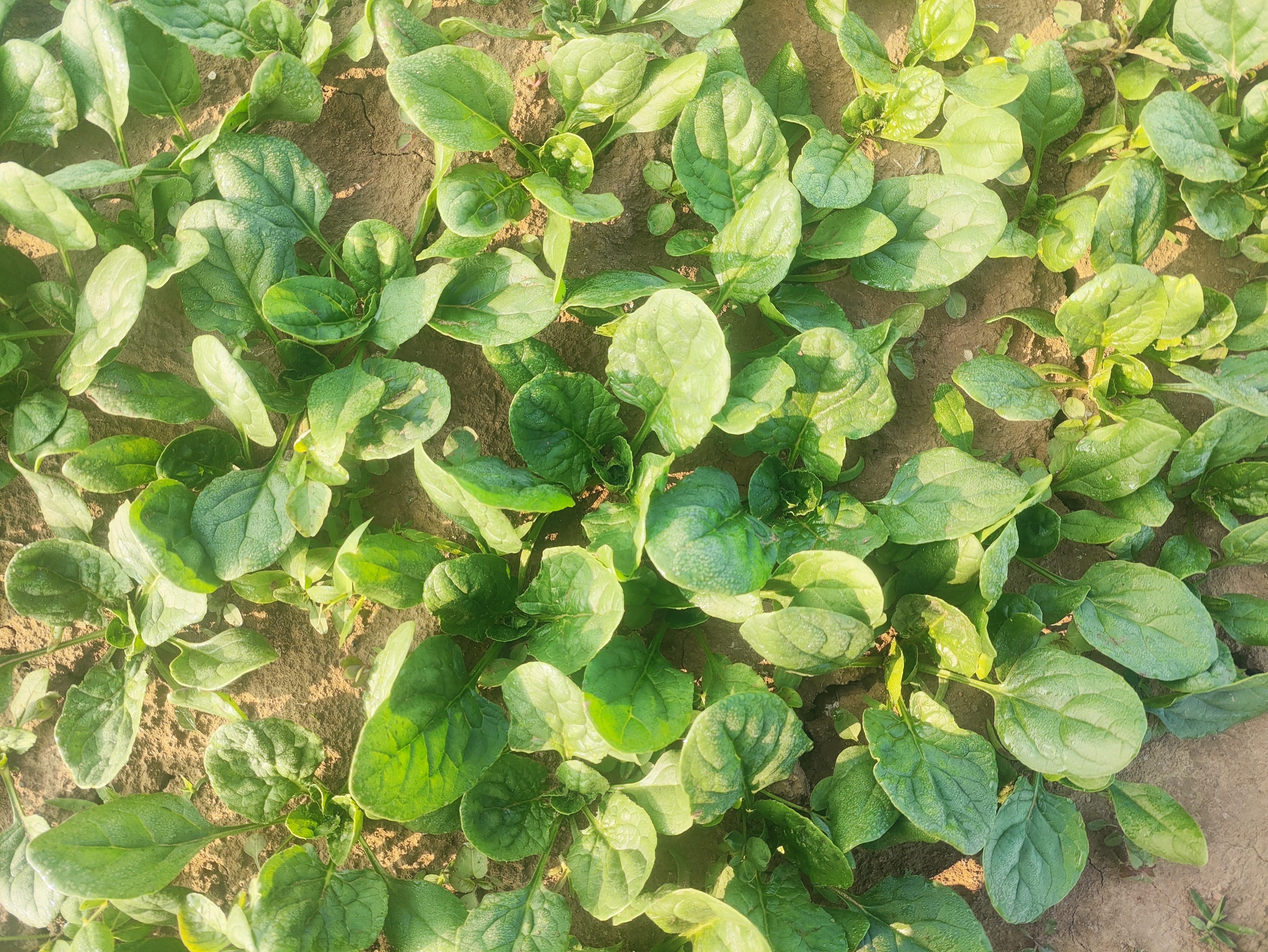 大叶菠菜植株展示