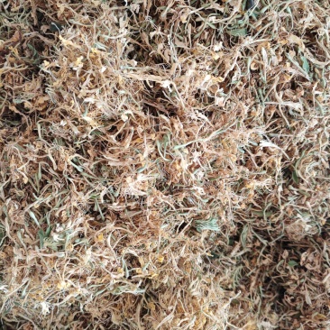 四季金银花花朵，精品货，少叶无枝，无硫。可泡茶，可入药