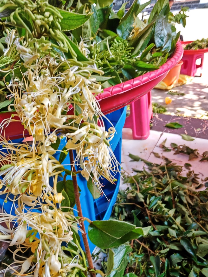 四季金银花花朵，精品货，少叶无枝，无硫。可泡茶，可入药