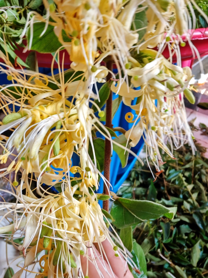 四季金银花花朵，精品货，少叶无枝，无硫。可泡茶，可入药
