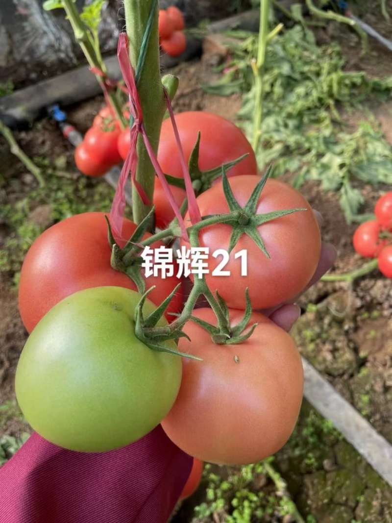 西红柿苗，耐寒性好，高抗病毒死棵产量高