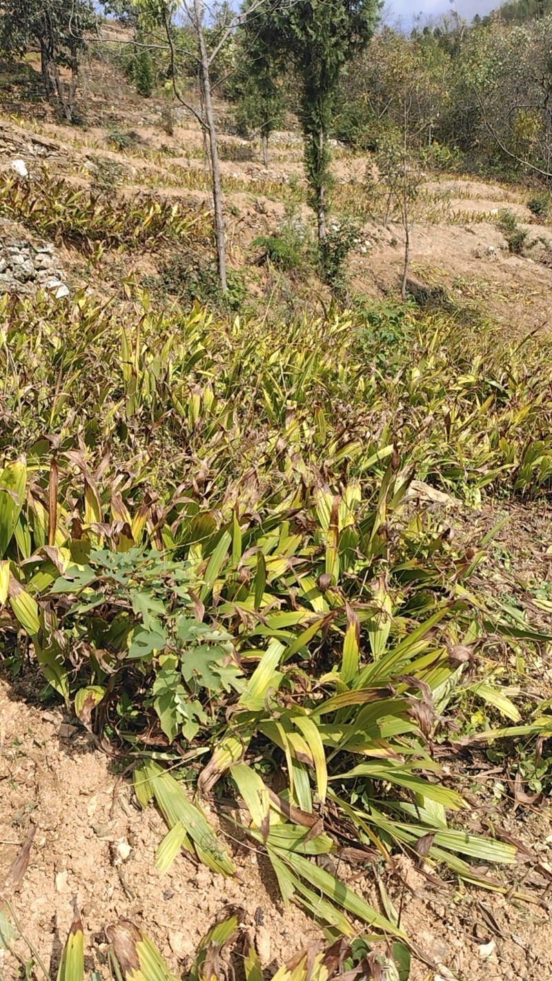 白芨新鲜芽头块茎选货可种植三叉紫花白芨新鲜块茎现挖现