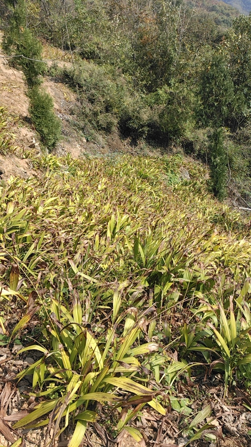 白芨新鲜芽头块茎选货可种植三叉紫花白芨新鲜块茎现挖现