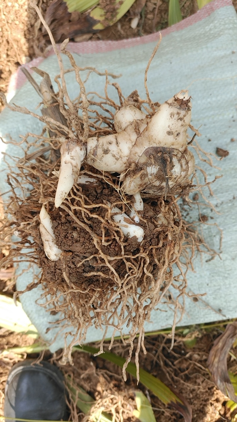 白芨新鲜芽头块茎选货可种植三叉紫花白芨新鲜块茎现挖现