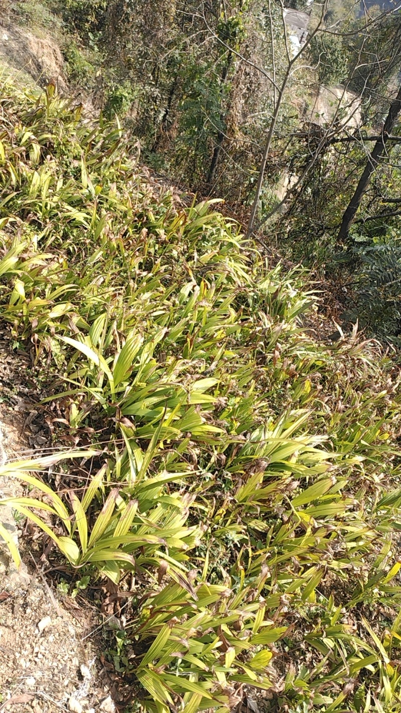 白芨新鲜芽头块茎选货可种植三叉紫花白芨新鲜块茎现挖现
