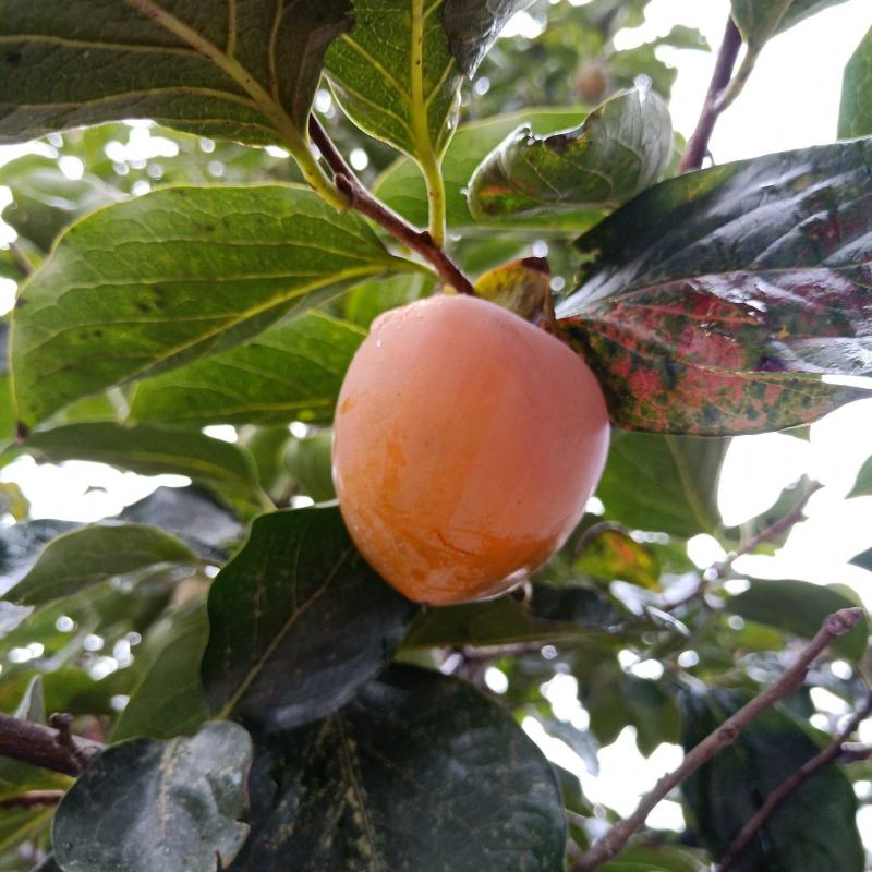甜柿子苗品种，脆甜柿子树苗次郎富有甜柿阳丰甜柿子树