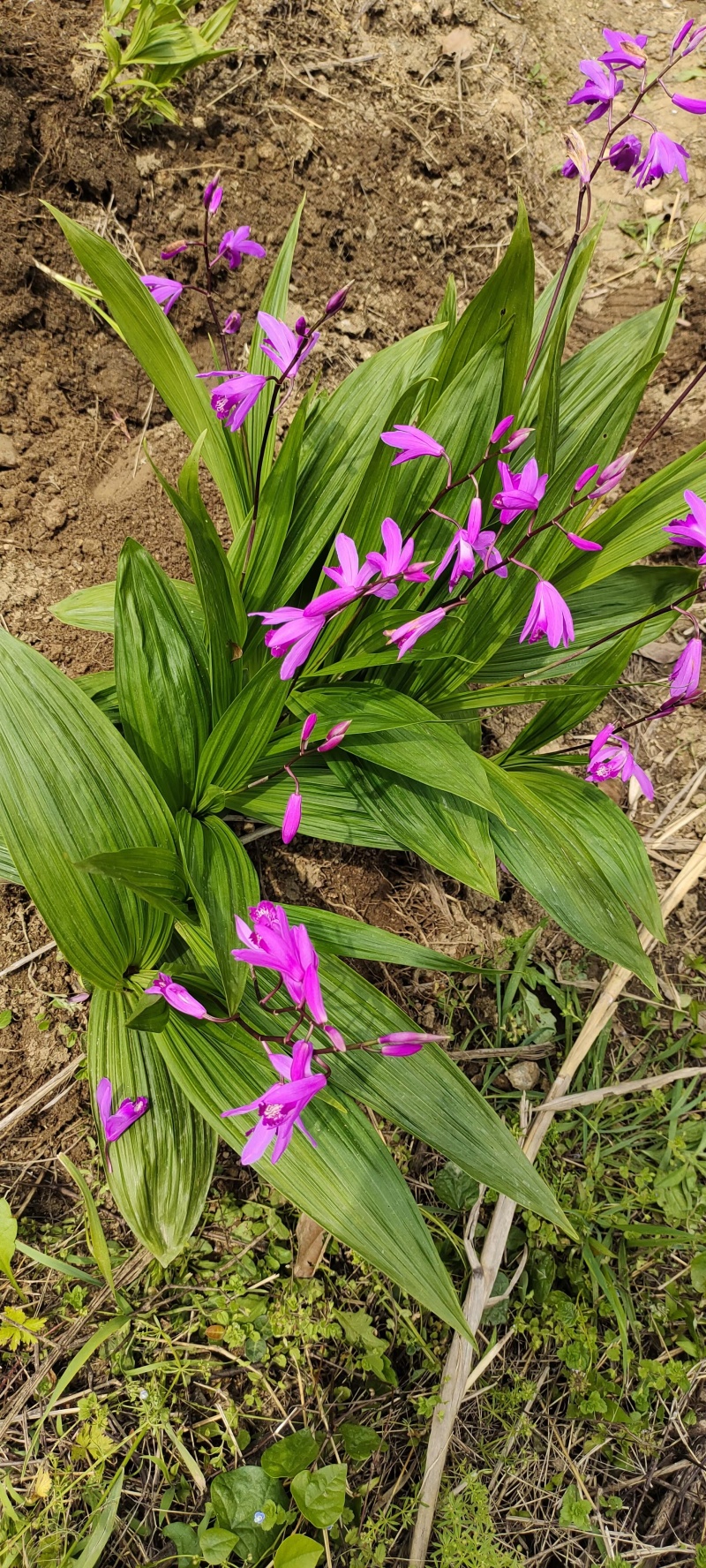 白芨新鲜芽头块茎选货可种植三叉紫花白芨新鲜块茎现挖现