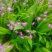 白芨新鲜芽头块茎选货可种植三叉紫花白芨新鲜块茎现挖现
