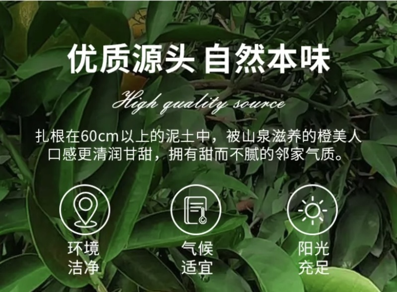 爱媛果冻橙，皮薄肉甜，应季水果现摘现发。一件代发，整车。