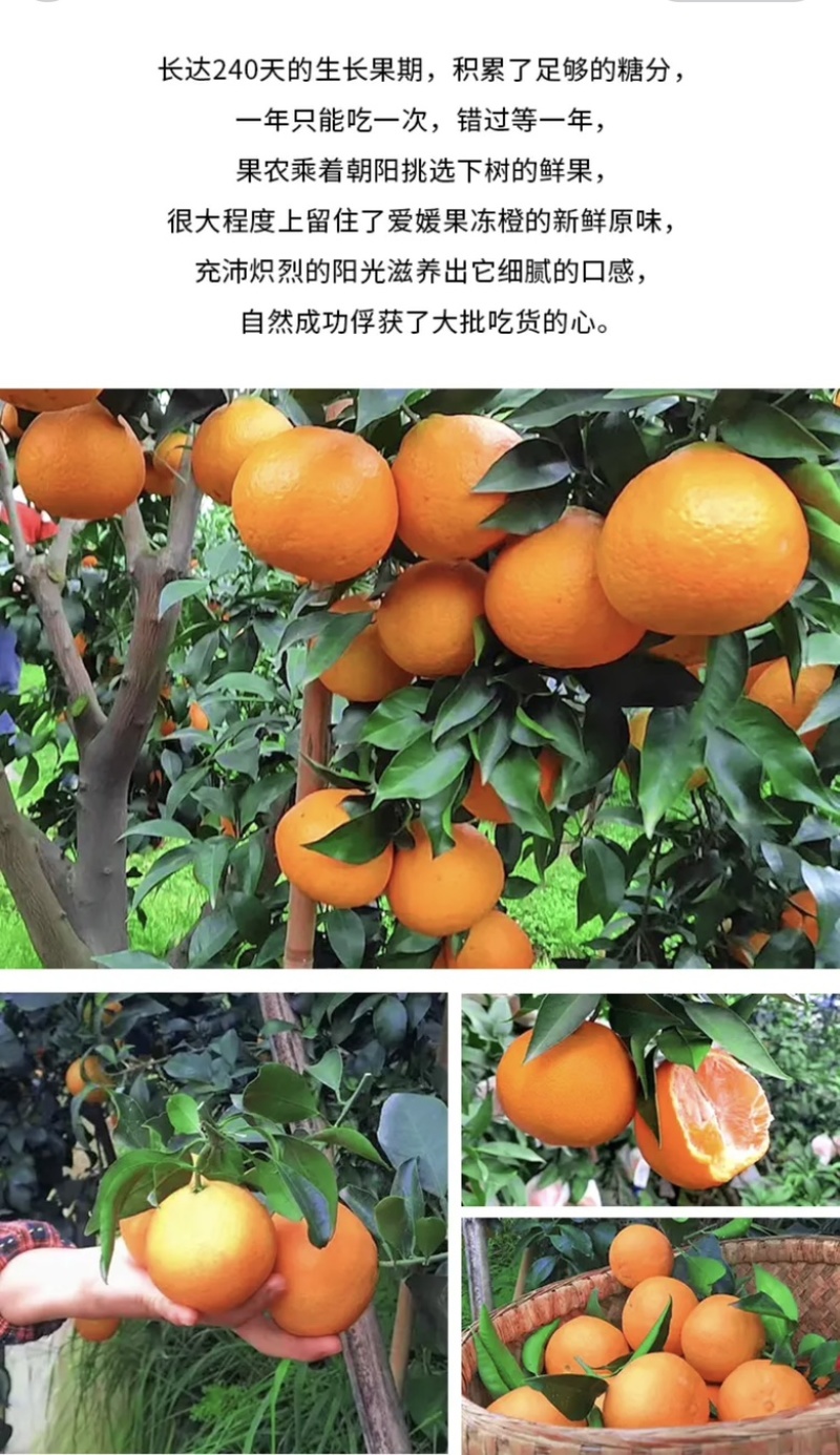 爱媛果冻橙，皮薄肉甜，应季水果现摘现发。一件代发，整车。