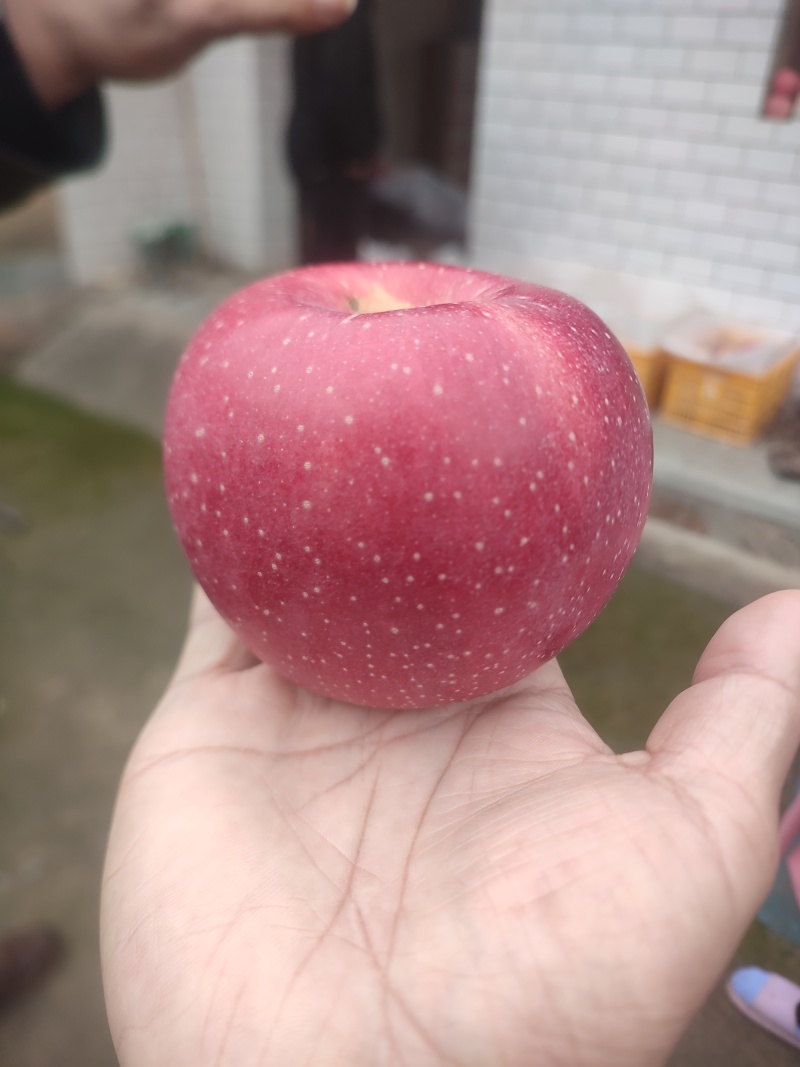有冰雹点水晶富士苹果大量上口感甜脆支持各种快递一件代发
