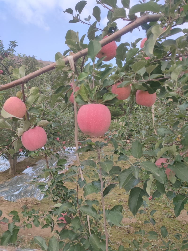 有冰雹点水晶富士苹果大量上口感甜脆支持各种快递一件代发