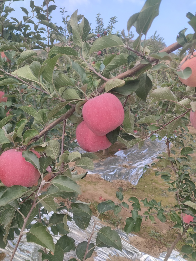 有冰雹点水晶富士苹果大量上口感甜脆支持各种快递一件代发