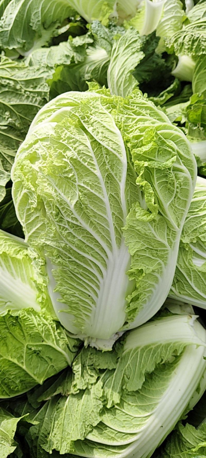 黄心白菜