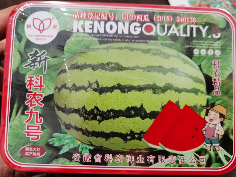 新科农九号西瓜种子大红瓤大果绿花皮质脆皮坚韧