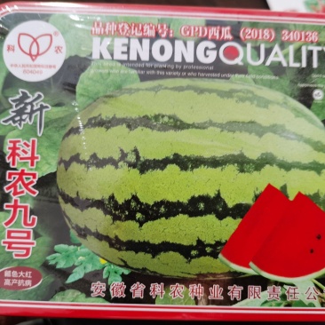 新科农九号西瓜种子大红瓤大果绿花皮质脆皮坚韧