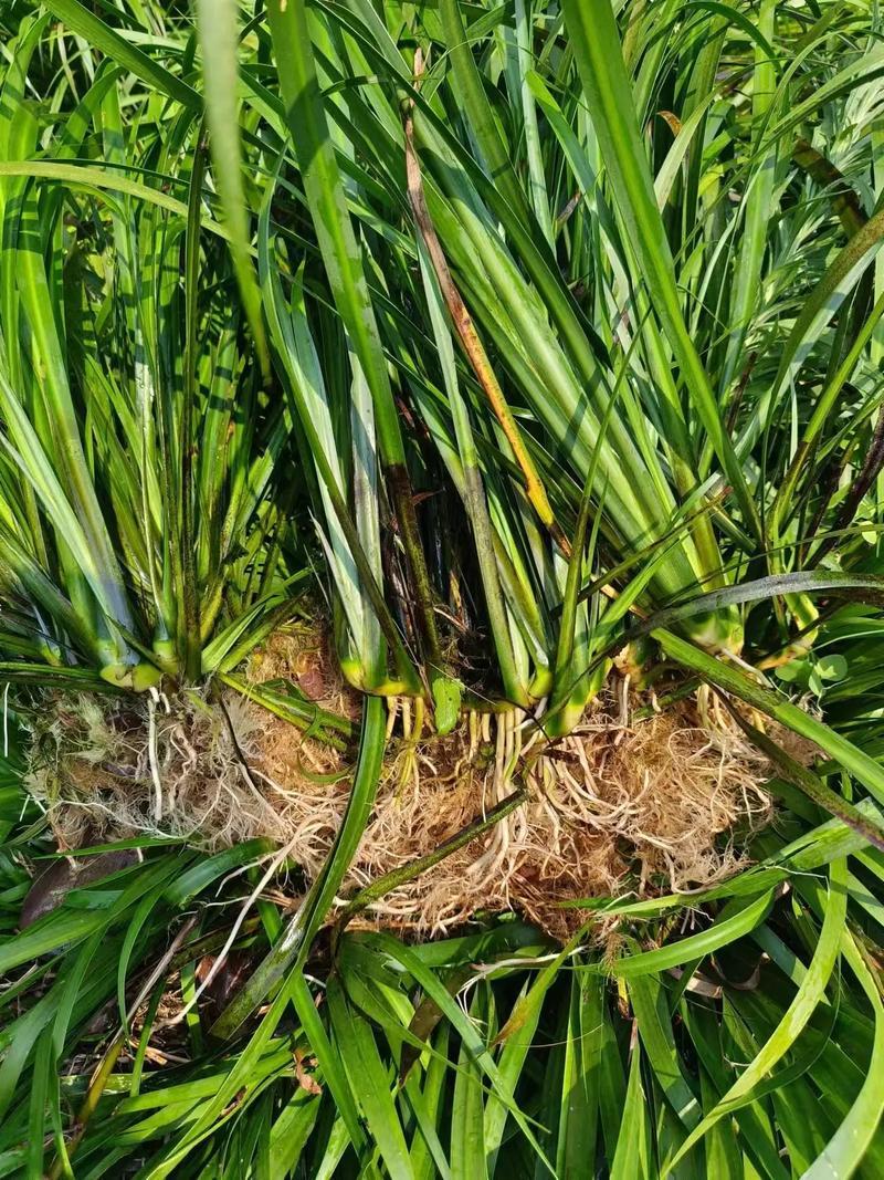 【红根】野生药用石菖蒲种苗小石菖蒲苗大宽叶石菖蒲货源稳定