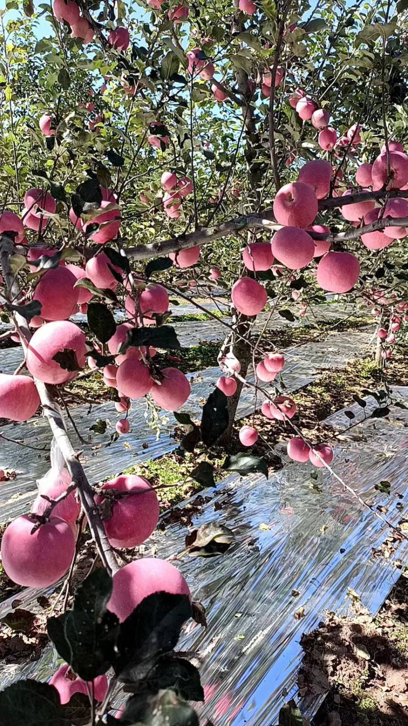 宜川红富士苹果