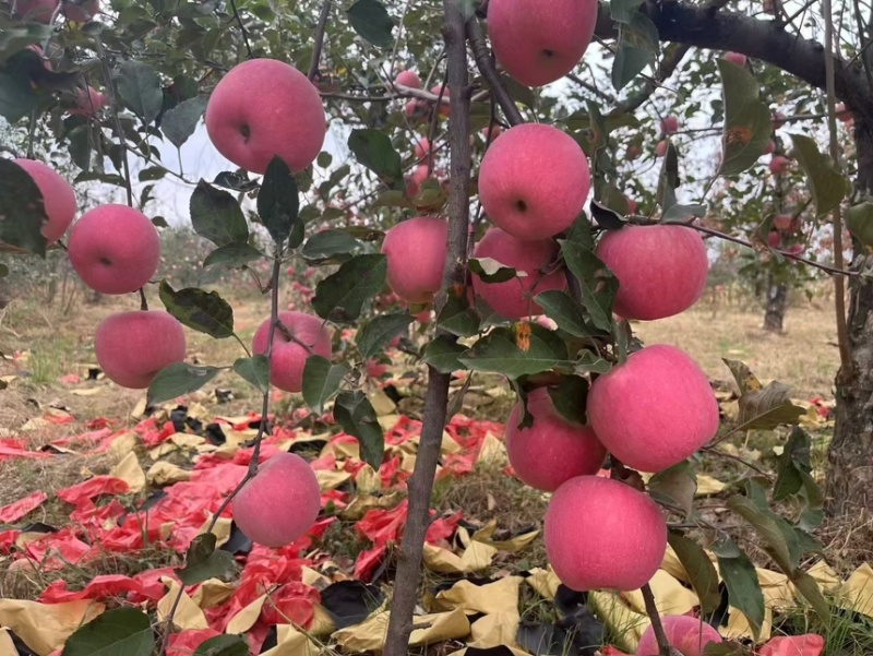 宜川红富士苹果