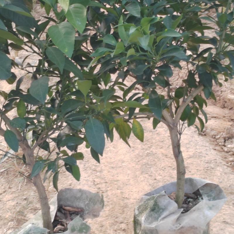 果冻橙苗爱媛橙苗基地直供规格品种多样量大从优电联采购
