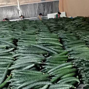 黄瓜大量供应