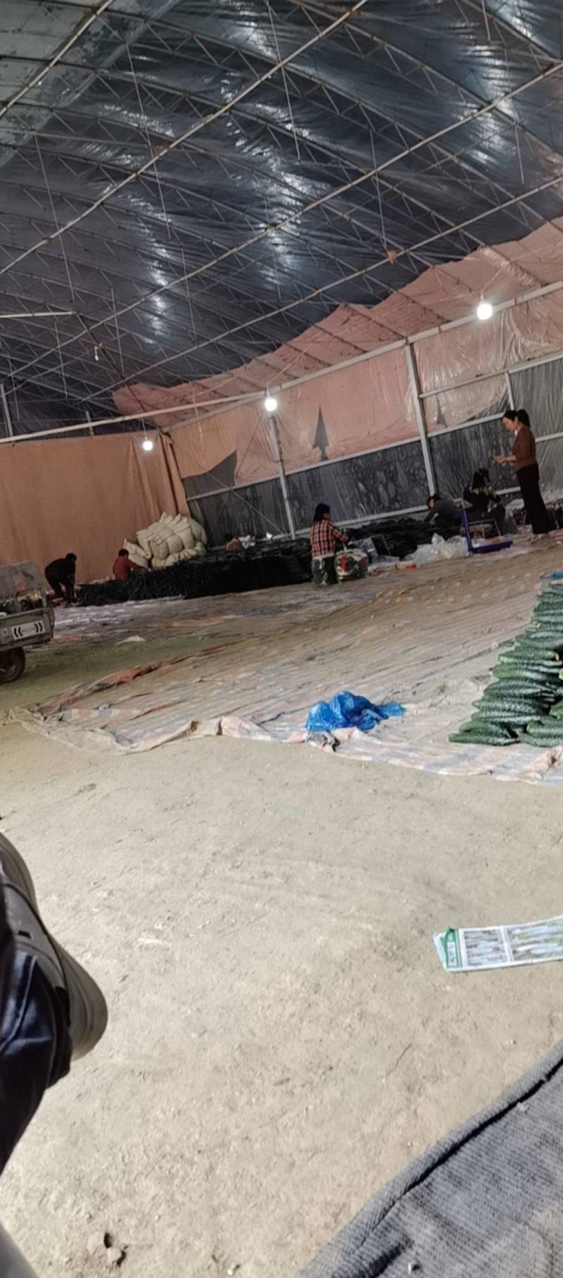 黄瓜大量供应