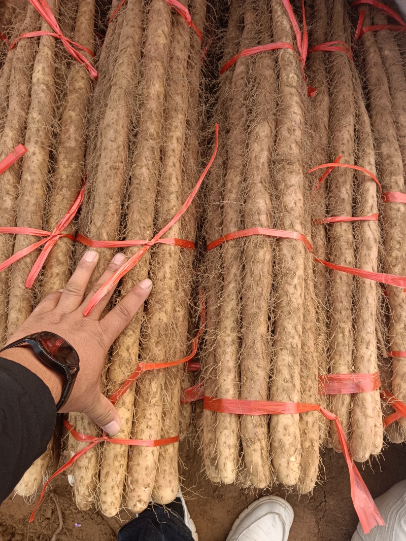 河北临漳铁棍山药，红皮，黄皮都有，产地直发，代发全国