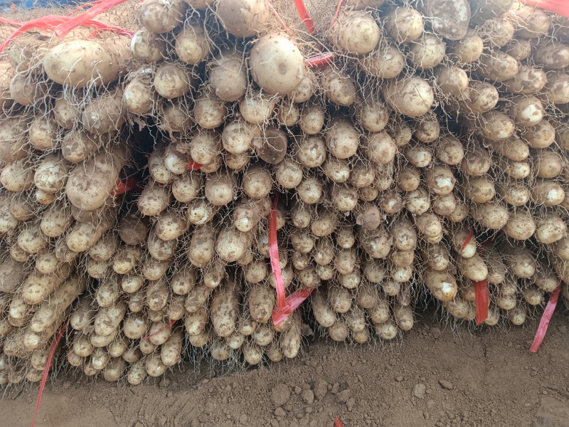 河北临漳铁棍山药，红皮，黄皮都有，产地直发，代发全国
