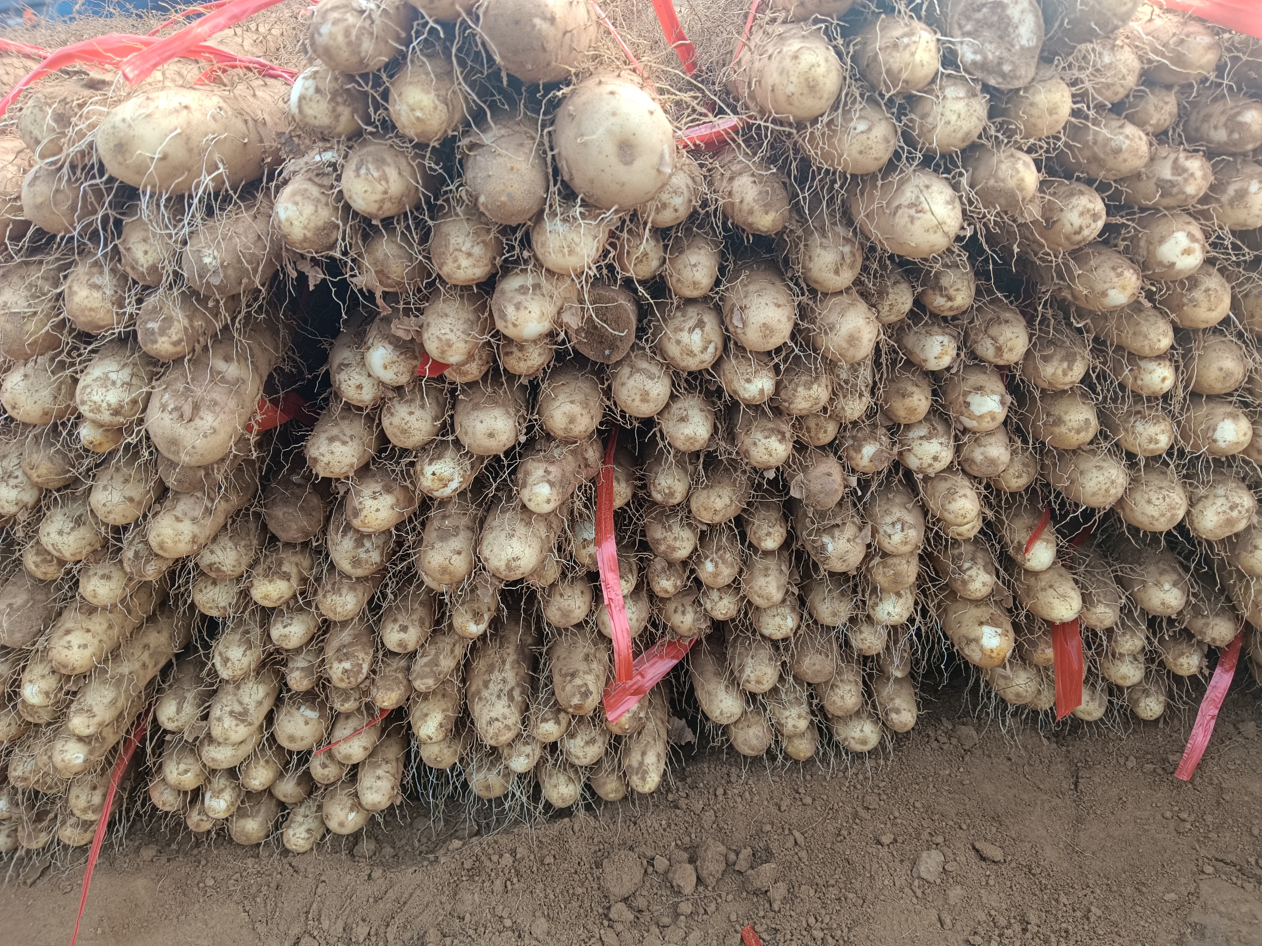 农民正在田间采挖成熟的铁棍山药,地上堆放着刚出土的新鲜山药 温县铁棍山药采收场景