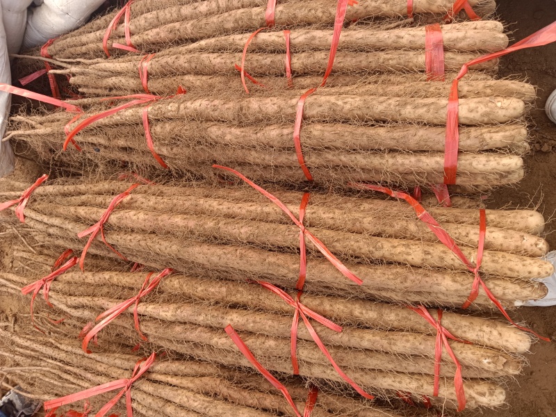 河北临漳铁棍山药，红皮，黄皮都有，产地直发，代发全国