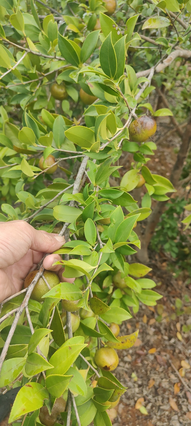 鲜果油茶籽