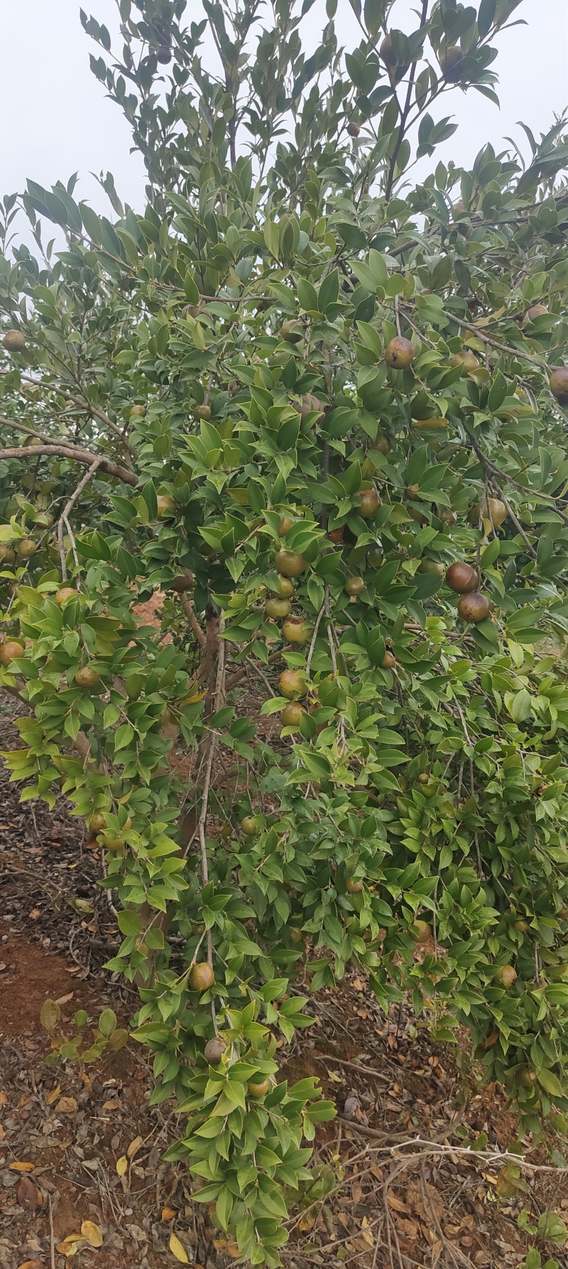 鲜果油茶籽