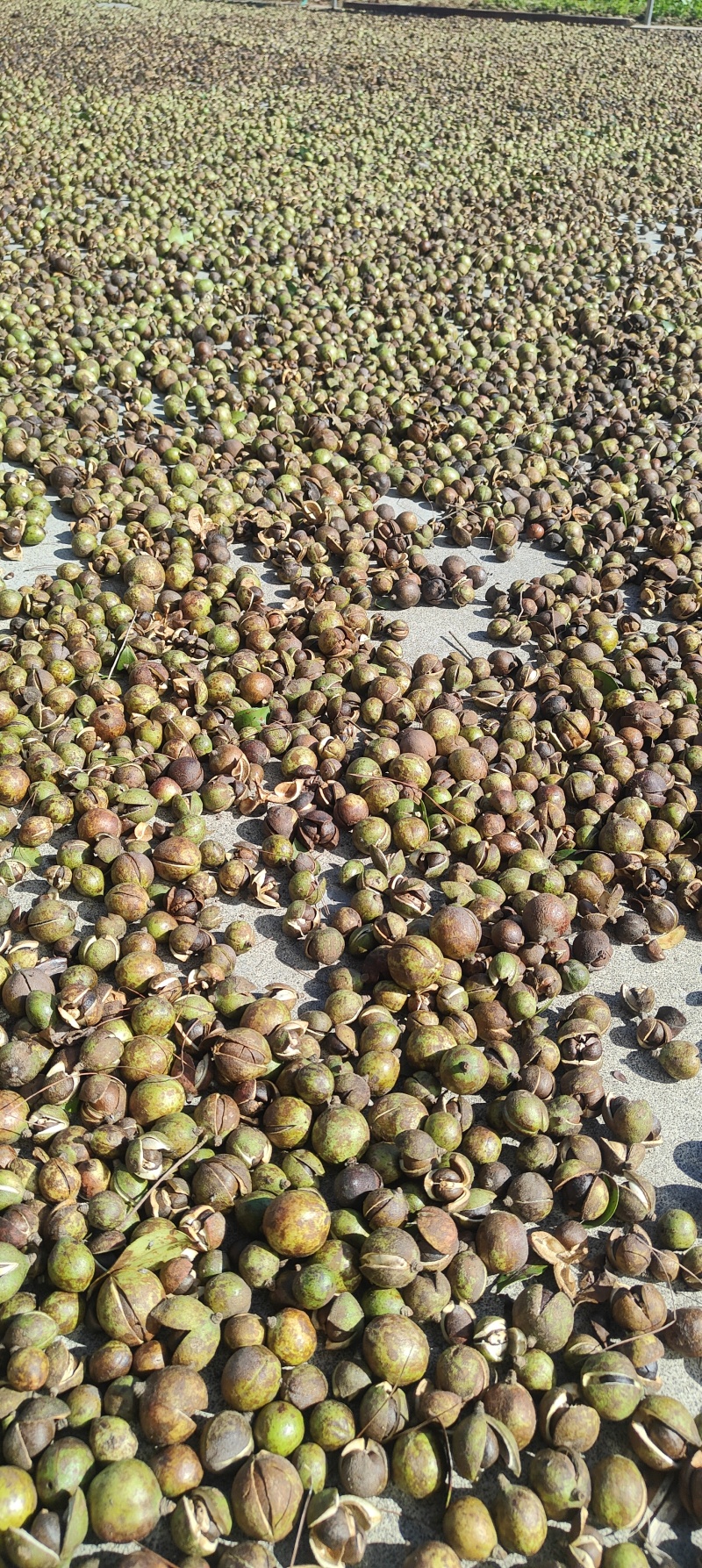 鲜果油茶籽